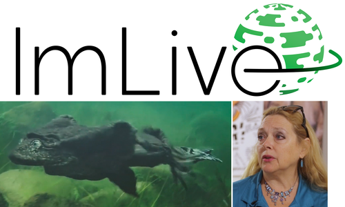 ImLive Begins 'Scrotal Recall' Fundraiser to Aid Endangered Frog