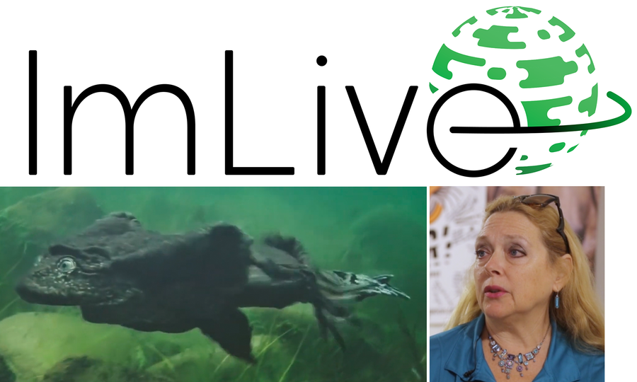 ImLive Begins 'Scrotal Recall' Fundraiser to Aid Endangered Frog