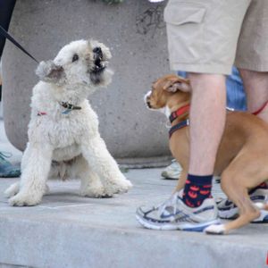 AIds Walk LA - 2016 (Gallery 2) - Image 455460