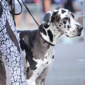 AIds Walk LA - 2016 (Gallery 2) - Image 455478