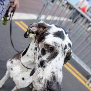 AIds Walk LA - 2016 (Gallery 2) - Image 455484