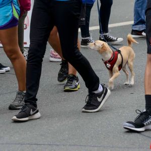 AIDS Walk LA - 2016 (Gallery 3) - Image 455913