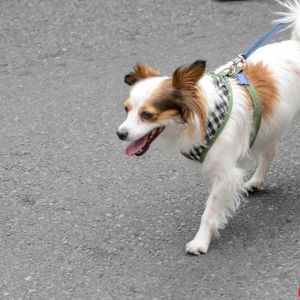 AIDS Walk LA - 2016 (Gallery 3) - Image 455916