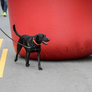 AIDS Walk LA - 2016 (Gallery 3) - Image 455811