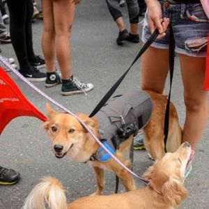 AIDS Walk LA - 2016 (Gallery 3) - Image 455940