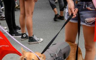 AIDS Walk LA - 2016 (Gallery 3)