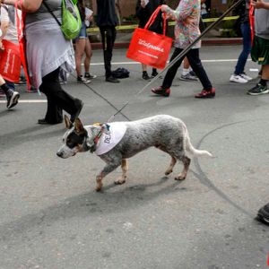 AIDS Walk LA - 2016 (Gallery 3) - Image 455943