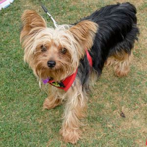 AIDS Walk LA - 2016 (Gallery 1) - Image 455178