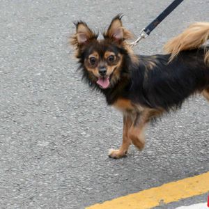 AIDS Walk LA - 2016 (Gallery 4) - Image 456018