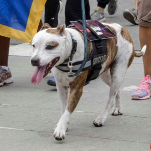 AIDS Walk LA - 2016 (Gallery 4) - Image 456024