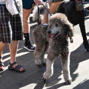 AidsWalkLA 2017 - Image 530003