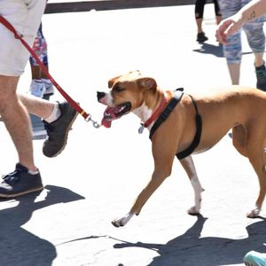 AidsWalkLA 2017 - Image 530102