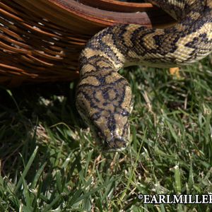 Behind the Scenes of Earl Miller's Pictures at an Exxxhibition - Image 180528