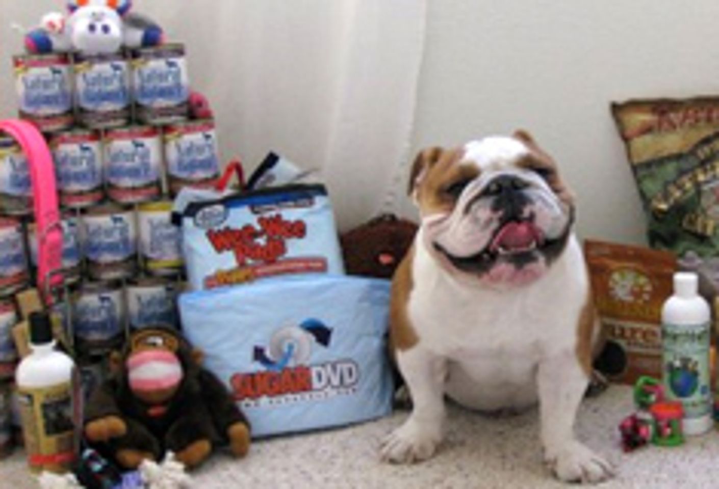 SugarDVD Donates to Local Animal Shelter