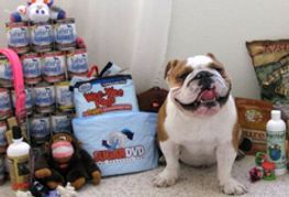 SugarDVD Donates to Local Animal Shelter