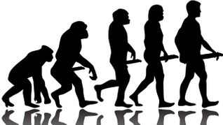 An Evolutionary Look at Penis (and Testicle) Size