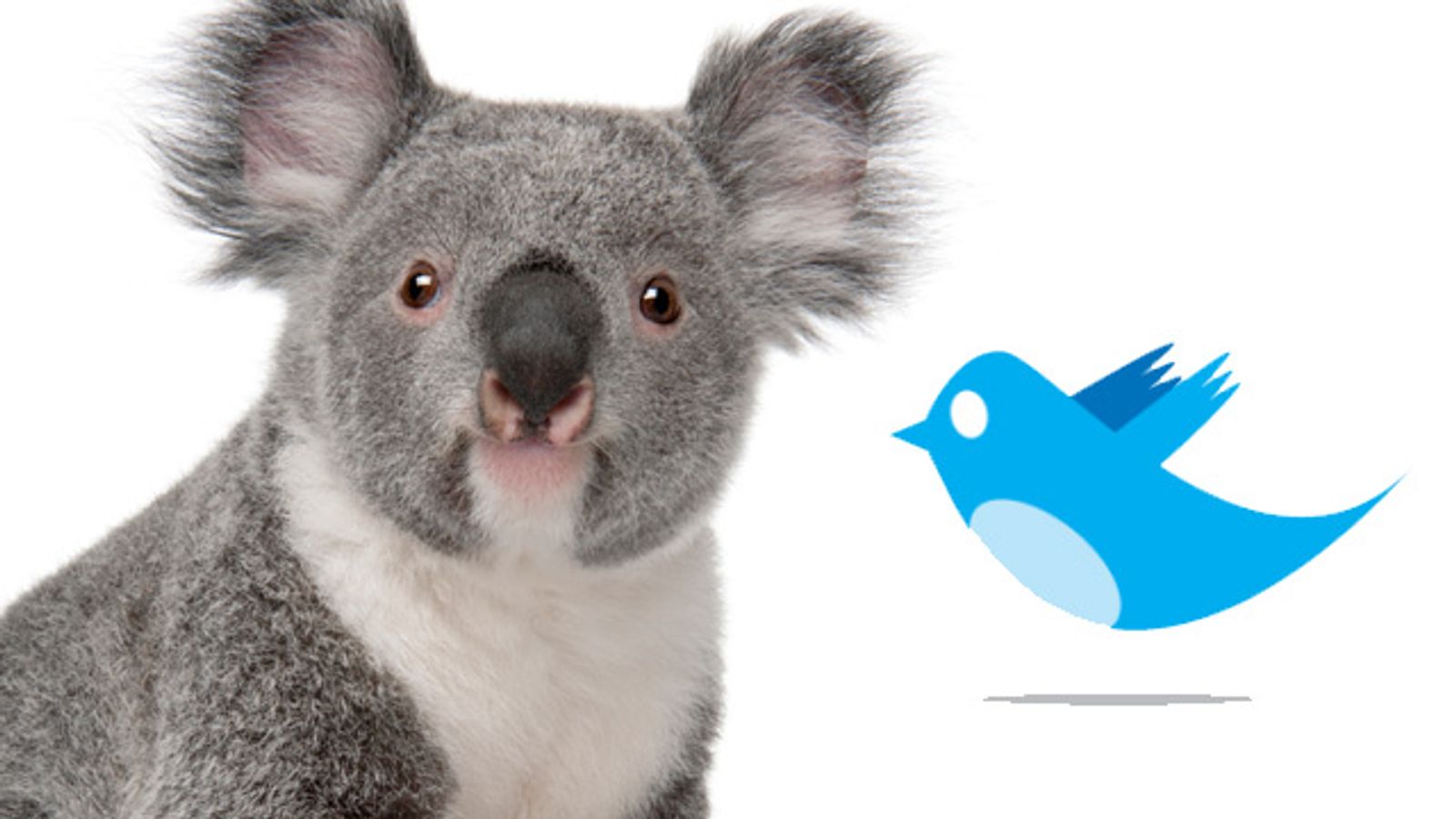 17-Year-Old Aussie Boy Lays Claim to Twitter Takedown