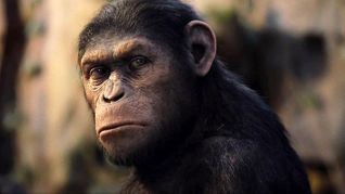 Simians Scratch Heads Over Condom Enforcement