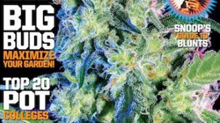 Colorado Decides Pot Mags Don't Have to Stay With the Porn