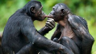 Study: Homosexuality a Possible Evolutionary Bonding Strategy