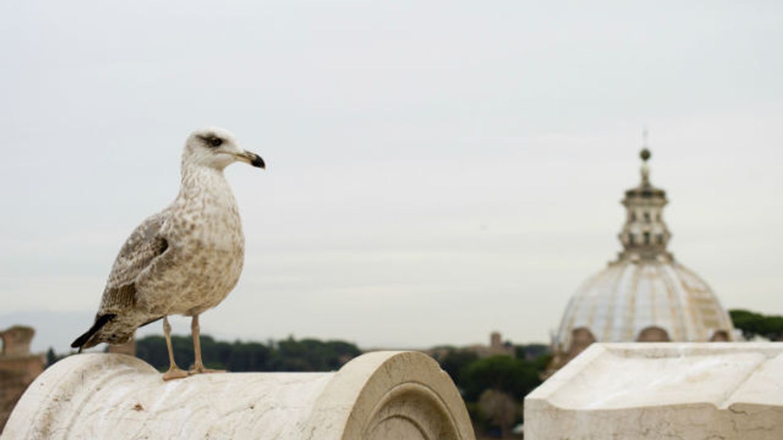 Following Dove Disaster, Pope Blesses Sinner's Parrot