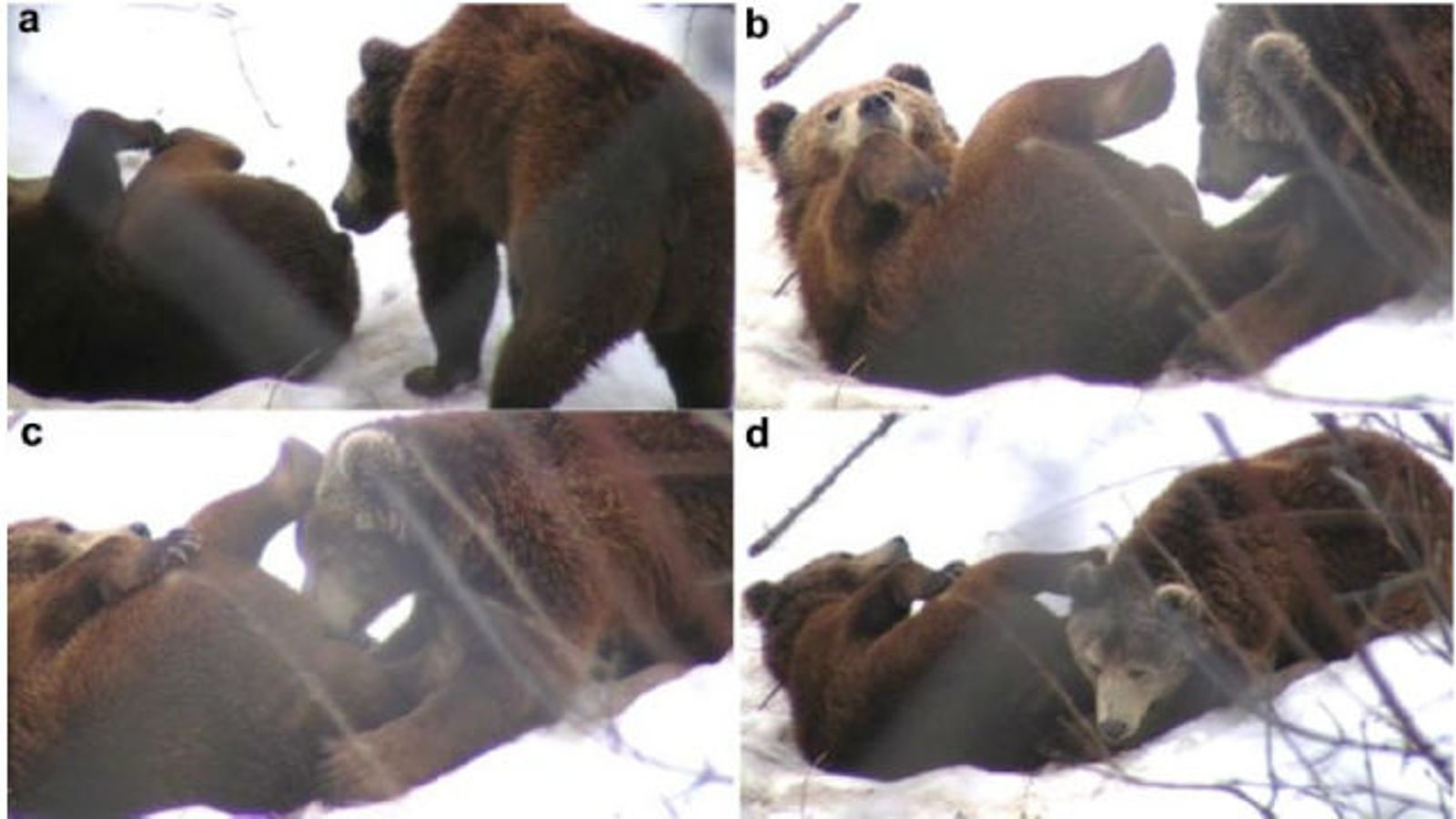 Researchers Explore Motivation for Bears' Compulsive Blowjobs