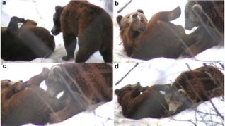 Researchers Explore Motivation for Bears' Compulsive Blowjobs