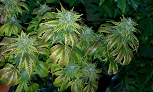New Illinois Legal Pot Law Also Scrubs Records of Past Offenders