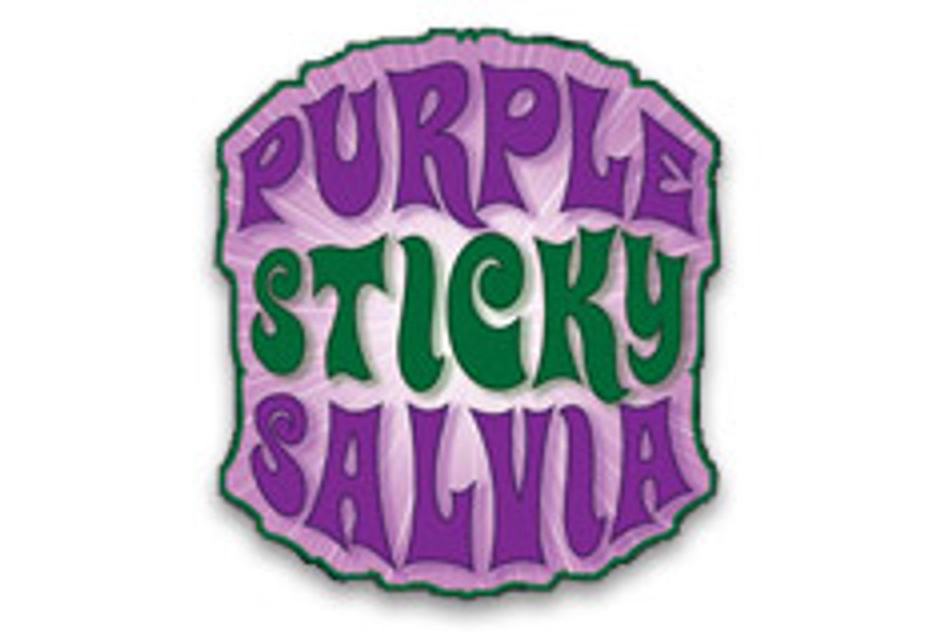 Purple Sticky Salvia