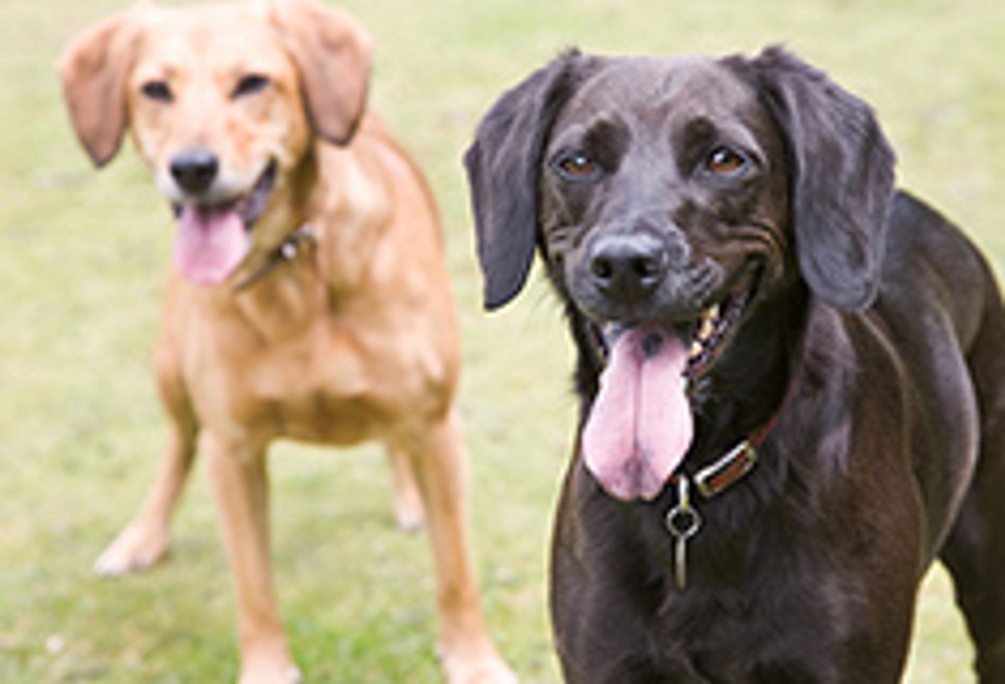 Malaysia Brings on Full-Time Canine Team to Sniff Out Pirated DVDs