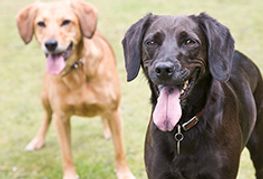 Malaysia Brings on Full-Time Canine Team to Sniff Out Pirated DVDs