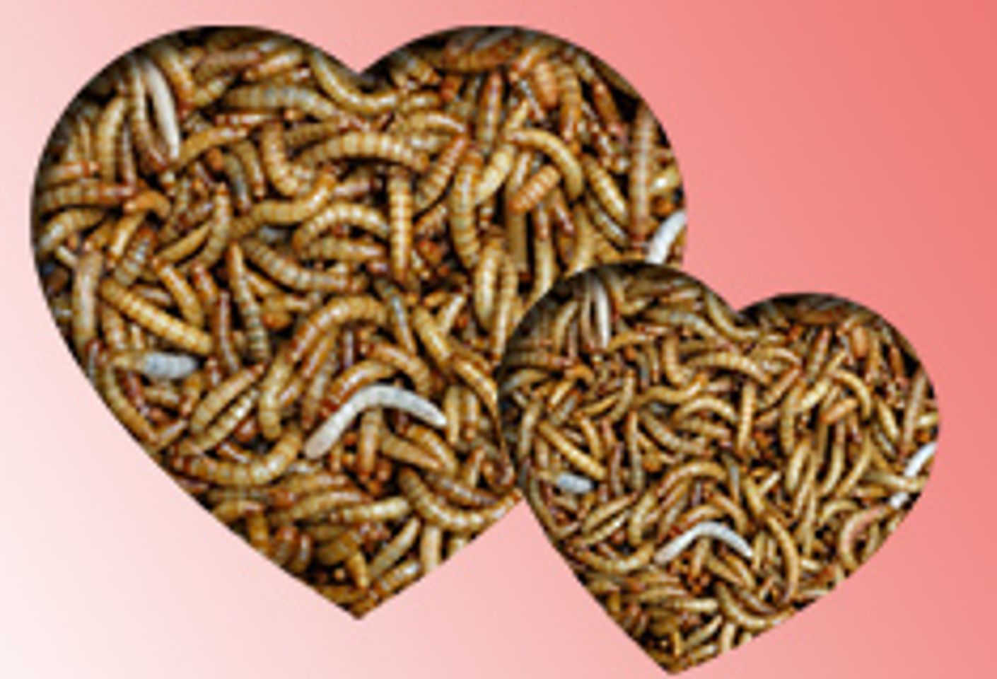 Valentine's Day Massacre: Is Your Candy Worm-Ridden?