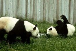 Porn for Pandas Necessary for Species' Survival