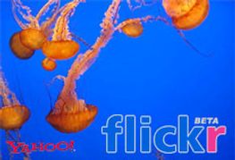 Yahoo Buys Photo-Share Site